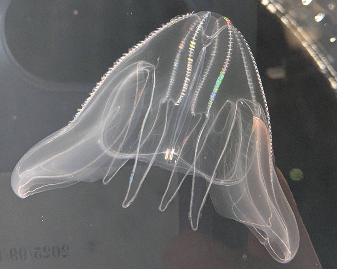 カブトクラゲ