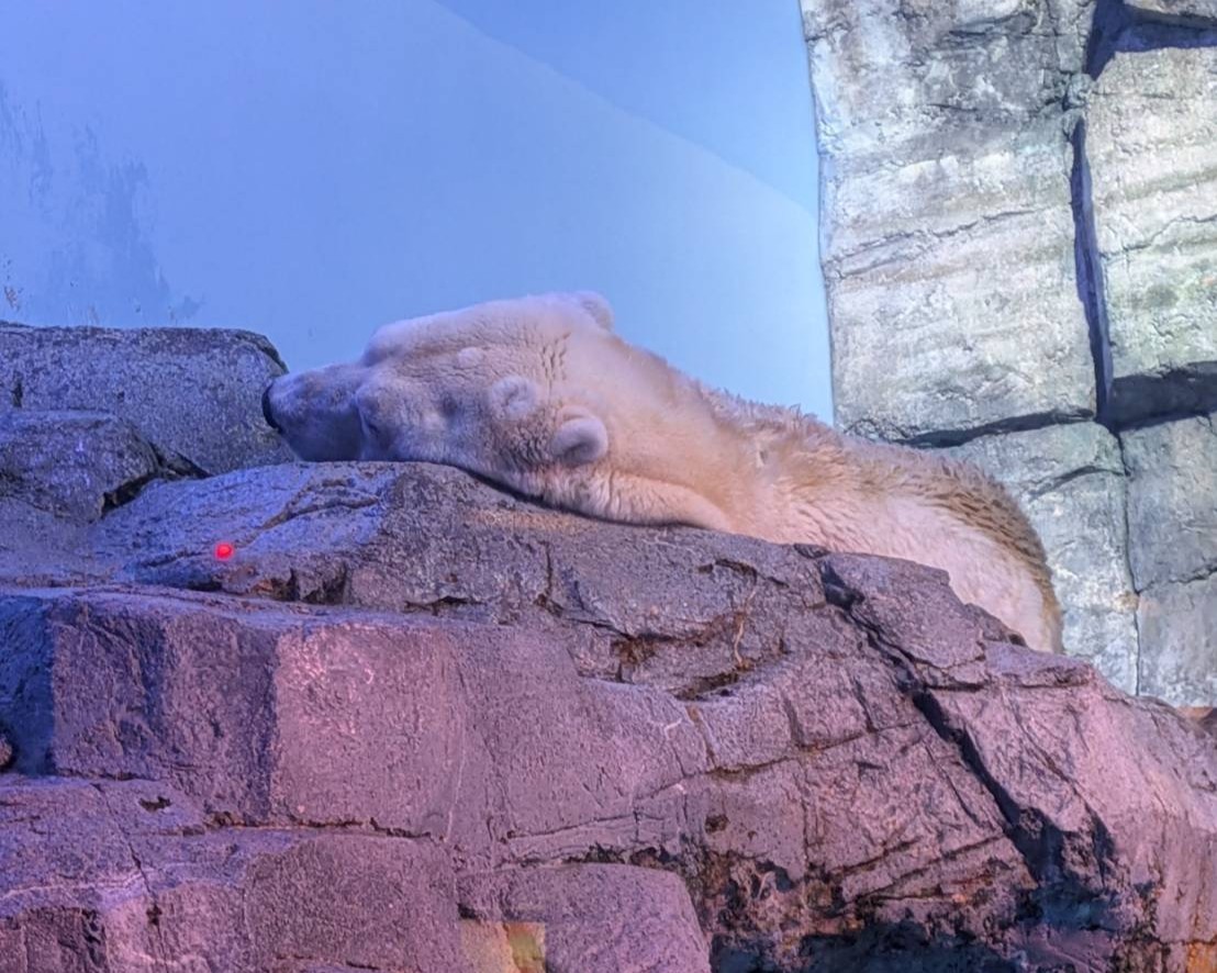 ホッキョクグマ