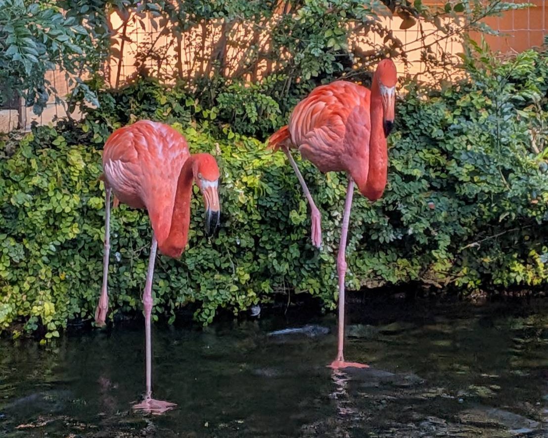 フラミンゴ