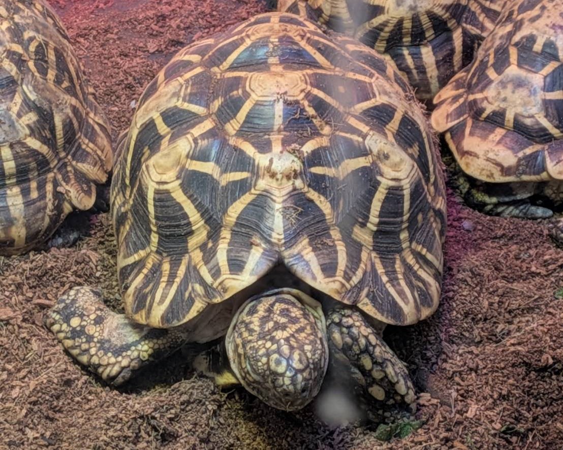 インドホシガメ