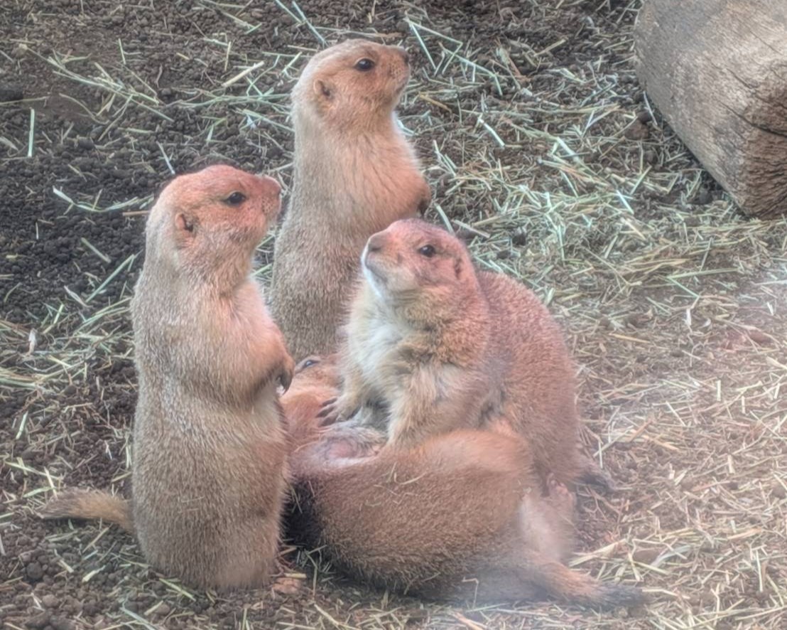 プレーリードッグ