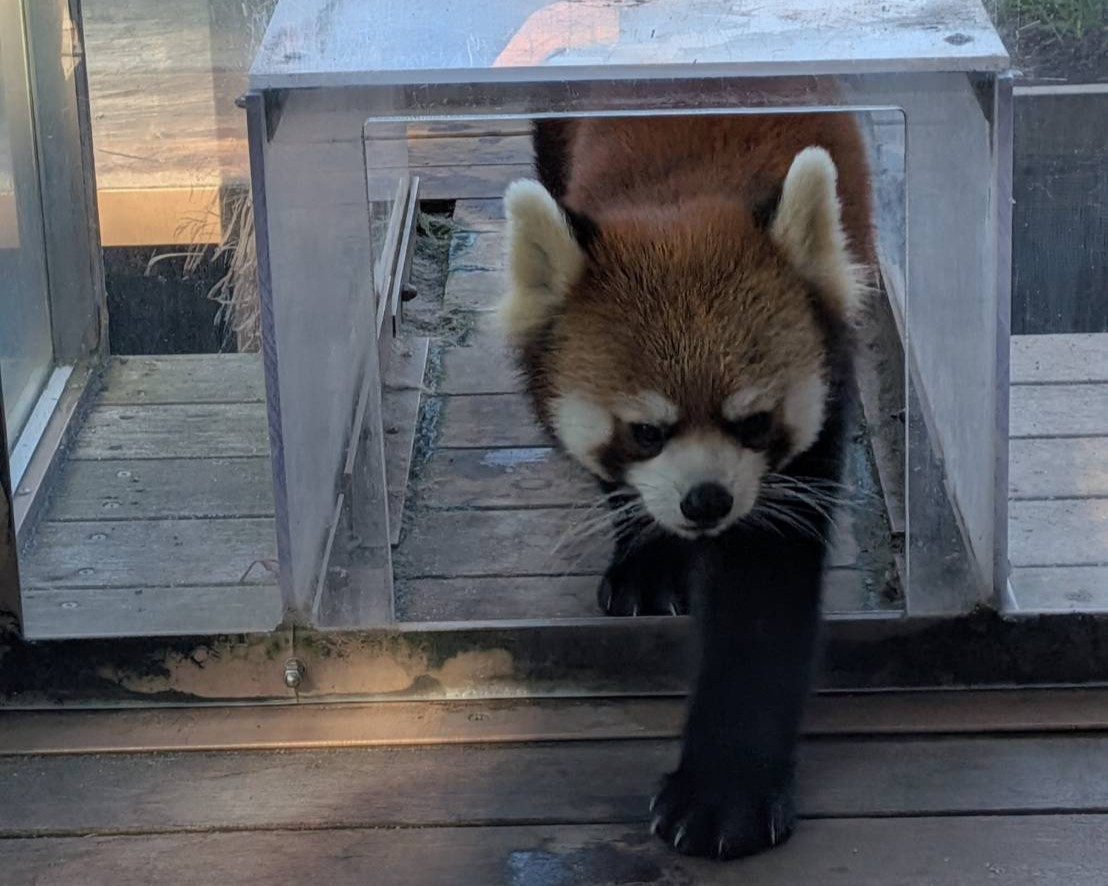 レッサーパンダ