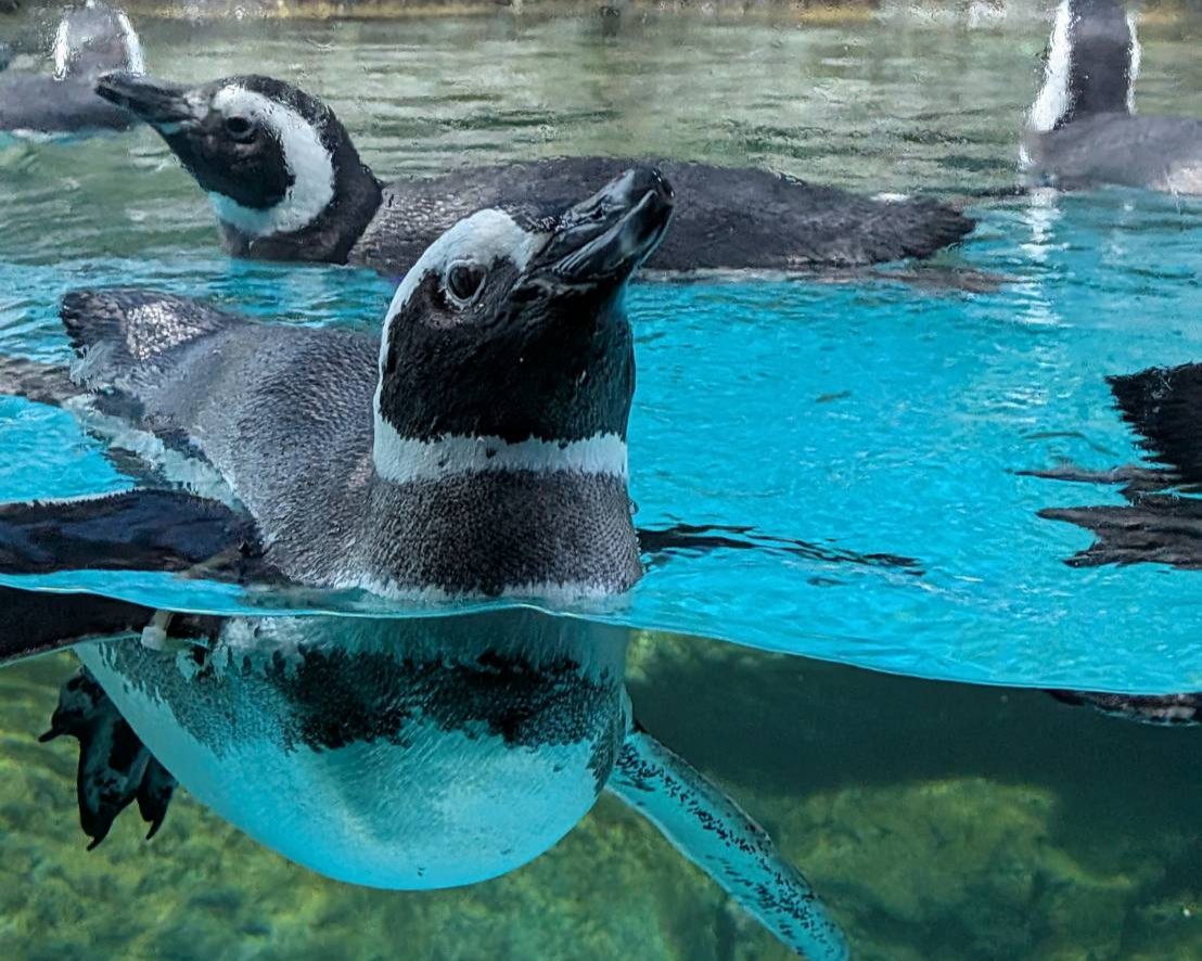 マゼランペンギン