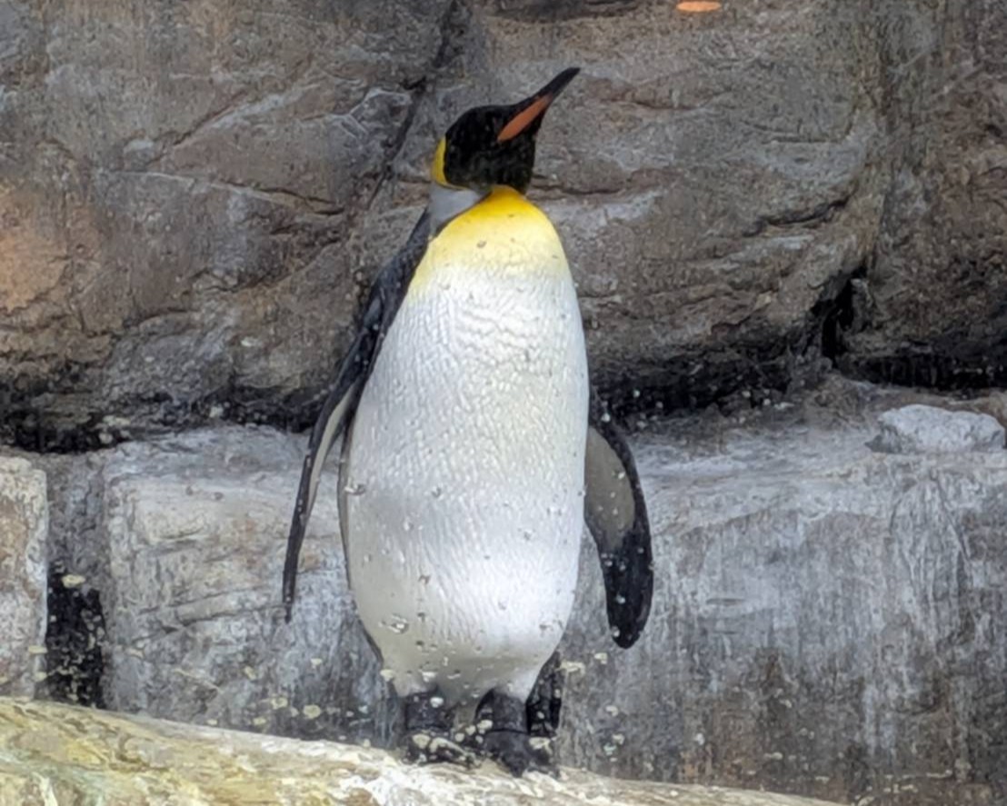 オウサマペンギン