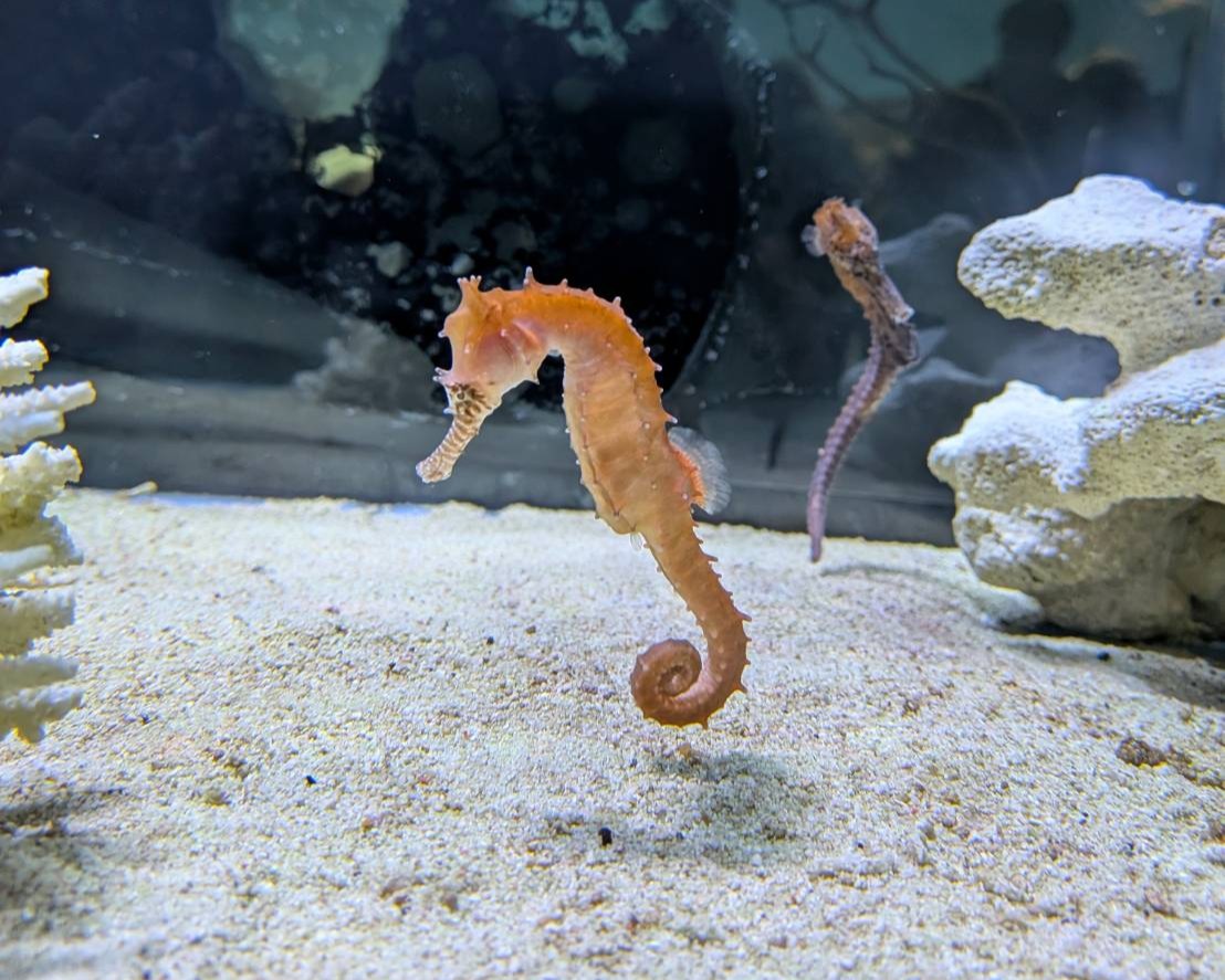 タツノオトシゴ